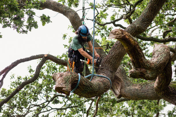 Best Tree Trimming and Pruning  in Big Pine, CA