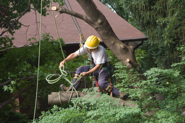 Professional Tree Care in Big Pine, CA