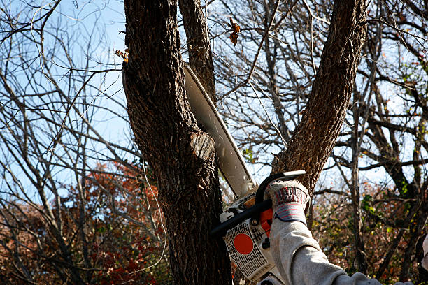 Best Tree Preservation Services  in Big Pine, CA